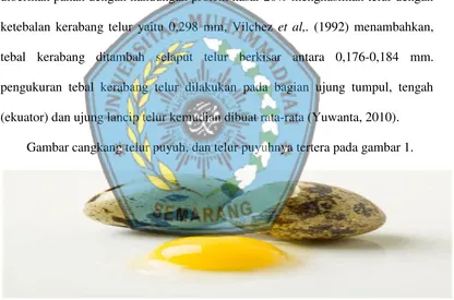 Gambar 1 Cangkang Telur Puyuh. 