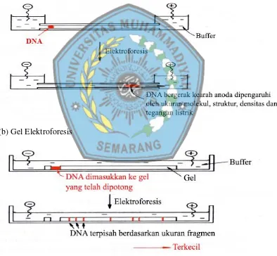 Gambar 4. Prinsip kerja gel elektroforesis (Yusuf, 2010) 