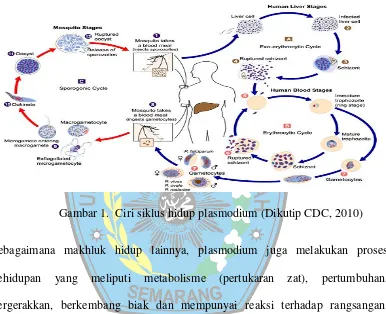 Gambar 1.  Ciri siklus hidup plasmodium (Dikutip CDC, 2010) 