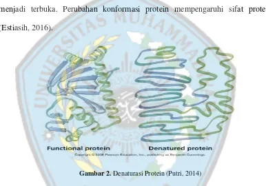 Gambar 2. Denaturasi Protein (Putri, 2014) 