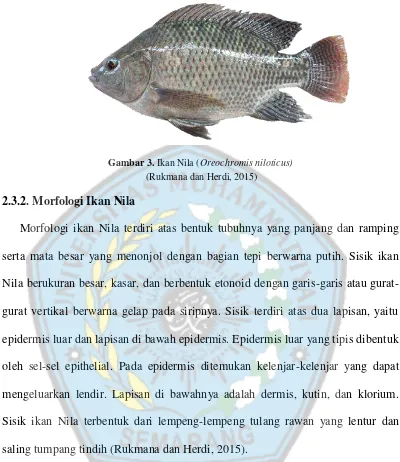 Gambar 3. Ikan Nila (Oreochromis niloticus) 