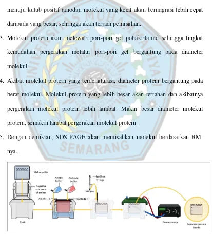 Gambar 6. Prinsip Kerja Elektroforesis SDS-PAGE (Saputra, 2014) 