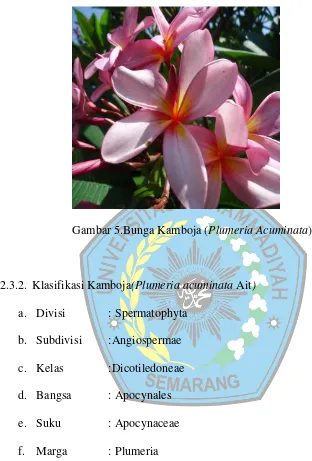 Gambar 5.Bunga Kamboja (Plumeria Acuminata) 