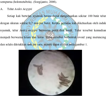 Gambar 1.Telur Aedes Aegypti (Foster dan Walker,2002) 