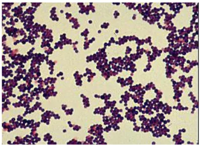 Gambar 2. Staphylococcus aureus (Todar, 2008) 