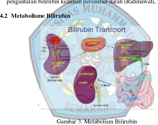 Gambar 3. Metabolism Bilirubin  
