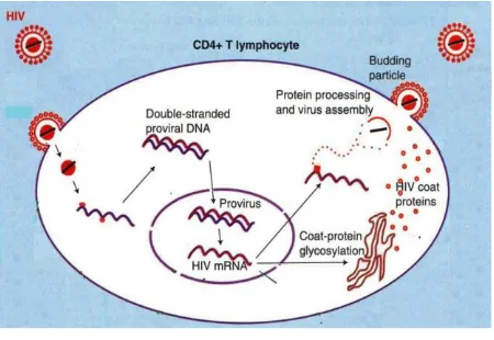 Gambar 1. Replikasi HIV (Cunningham, 1997) 