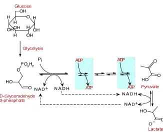Gambar 5. Pembentukan asam laktat oleh BAL homofermentatif.  Jalur yang digunakan identik dengan glikolisis