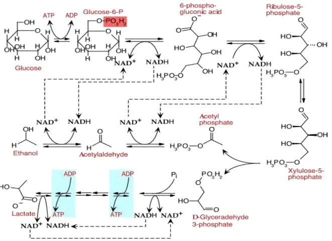 Gambar 6. Fermentasi glukosa oleh BAL heterofermentatif Hanya satu ATP dihasilkan oleh 1 molekul glukosa 