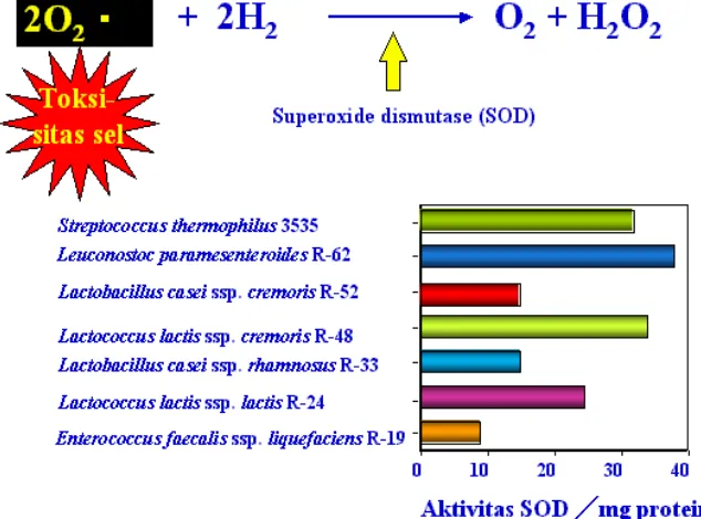 Gambar 8. Aktivitas enzim SOD berbagai jenis bakteri asam laktat (Hosono dkk, 1992) 