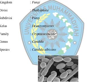 Gambar 7.  Mikroskopik Candida albicans (Dikutip: Mutiawati, 2016) 