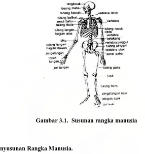 Gambar 3.1.  Susunan rangka manusia  