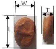 Gambar 2. Orientasi biji kakao dibawah pembebanan kompresif Hasil yang diperoleh selanjutnya dianalisis dengan menggunakan analisis varian (Anova) untuk menguji efek posisi pembebanan dan kadar air terhadap sifat mekanik biji kakao