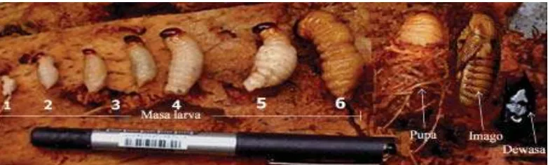 Gambar 2. Siklus hidup kumbang merah kelapa(Sumber: Bustaman,2008).  