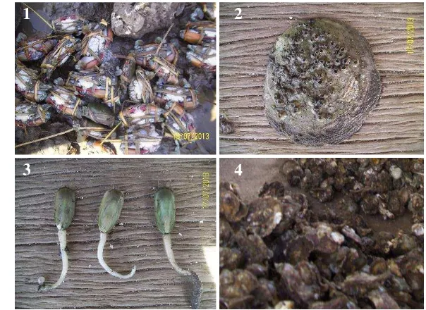 Gambar 11.  1)Scylla seratta (kepiting bakau); 2)Isognomon ephippium (kerang 