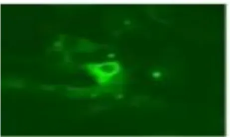 Gambar 7. Warna ikatan antibodi dan antigen pada mikroskop fluorescent(Turgeon,