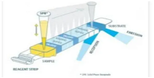 Gambar 9. Strip sampel untuk uji Immunofluorescent(Stevens, 2010)