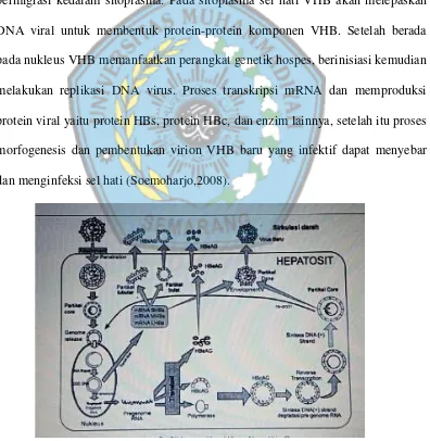 Gambar 2. Siklus Replikasi Virus Hepatitis B (Soemoharjo,2008).
