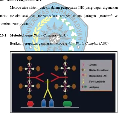 Gambar 1. Gambaran Metode Avidin-Biotin Complex (ABC) (Ramos-Vara, 2005) 
