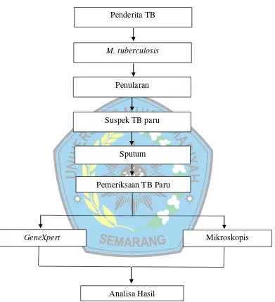 Gambar 2. Skema kerangka Teori 