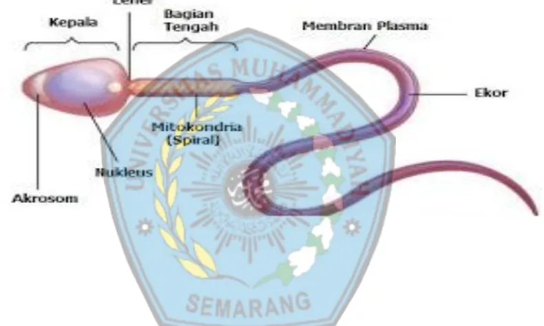 Gambar 1. Spermatozoa (RizkiNisfi’s blog)