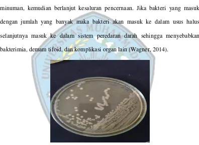 Gambar 2. Koloni bakteri Salmonella thypi 