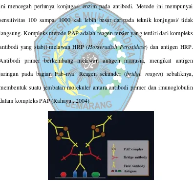 Gambar 5. Metode Peroxidase-antiperoxidae (PAP) (Ramos-Vara, 2005) 