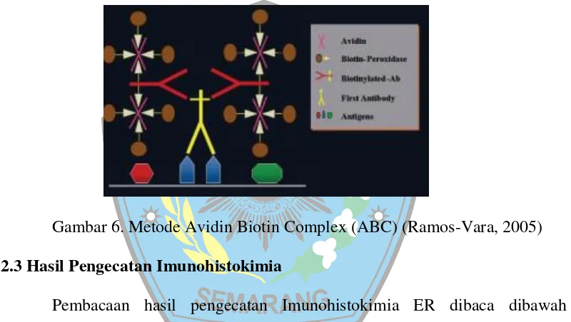 Gambar 6. Metode Avidin Biotin Complex (ABC) (Ramos-Vara, 2005) 
