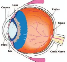 Fig. 1.  Anatomy of the Eyeball. [3] 