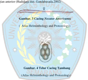 Gambar. 3 Cacing Necator Americanus