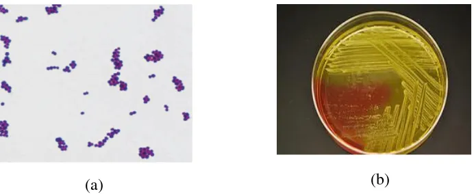 Gambar 3. (a) Morfologi sel S. aureus dengan pengecatan gram. (b) Morfologi koloni S. aureus pada media MSA (Brooks, 2013)