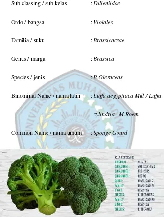 Gambar 4. Brokoli (Brassica Oleracea L.Var Italica)