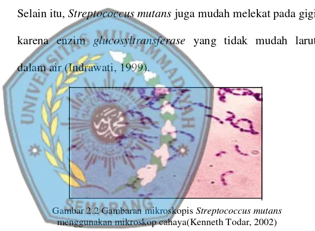 Gambar 2.2 Gambaran mikroskopis Streptococcus mutans  