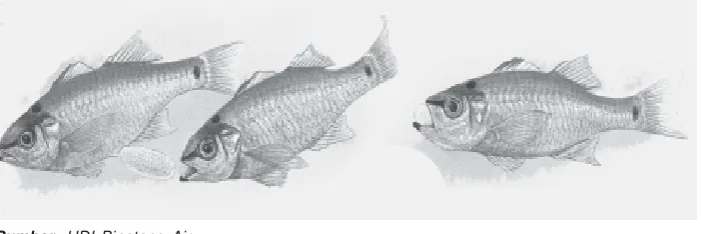 Gambar 2.14 Katak mengalami