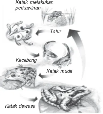 Gambar 2.15 Metamorfosis pada katak