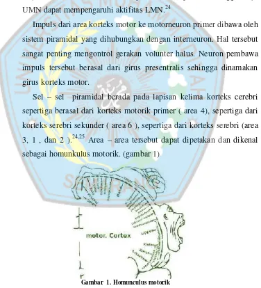 Gambar 1. Homunculus motorik
