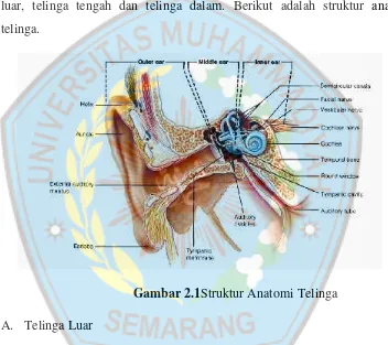 Gambar 2.1Struktur Anatomi Telinga
