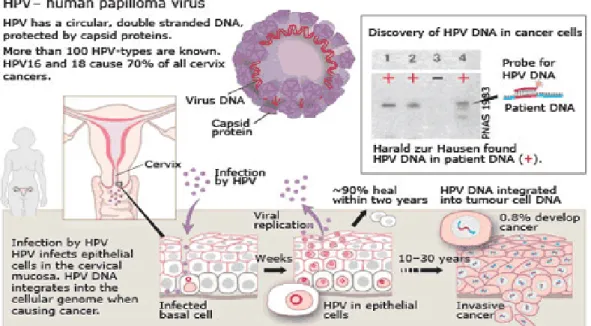 Gambar 1. Virulensi HPV 7 