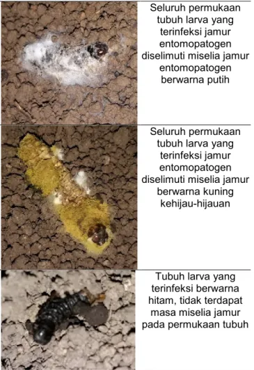 Gambar 2. Larva serangga Omphisa fuscidentalis  yang terinfeksi jamur entomopatogen tanah asal  pertanaman kacang panjang (Vigna sinensis L.)  Desa Bukit Batu Jalur 30 Kab.Ogan Komering Ilir