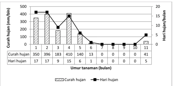 Gambar 1. Distribusi curah hujan dan hari hujan pada umur tanaman 1 bulan hingga panen  Tabel  1