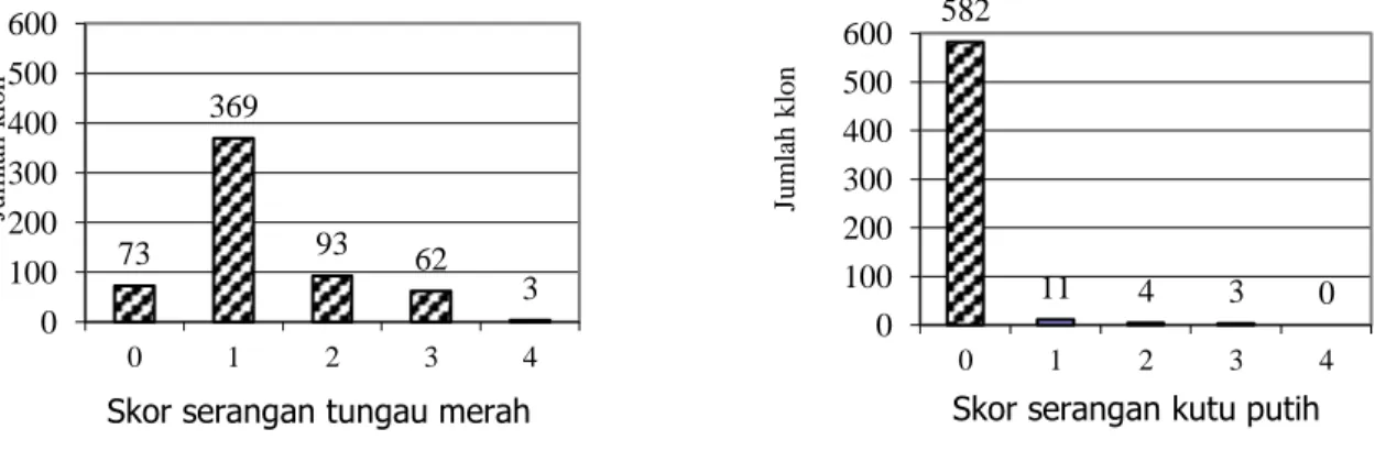 Gambar 2. Distribusi frekuensi skor gejala serangan tungau merah dan kutu putih pada ubi kayu  berumur 6 bulan