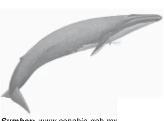 Gambar 4.7 Ikan paus biru, hampir punah