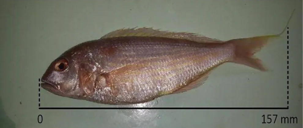 Gambar 2 Morfologi ikan kurisi (Nemipterus japonicus)  Komposisi hasil tangkapan 