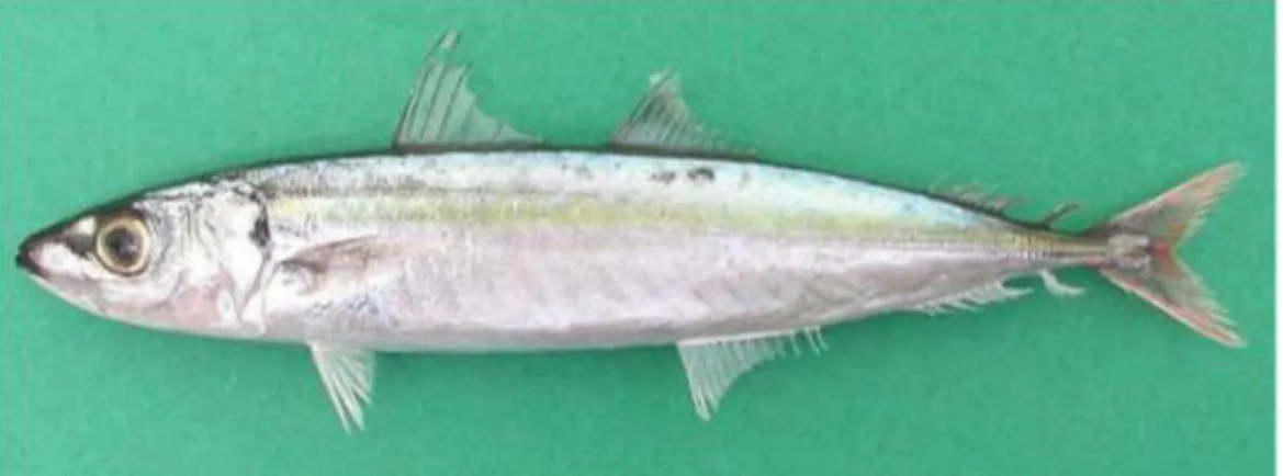 Gambar 1. Ikan Layang (Decapterus sp.)  Sumber : Chairita (2008). 