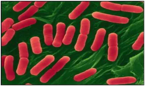 Gambar 2. Bentuk bakteri Escherichia coli  Sumber`: Stevens (2009) 
