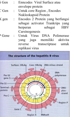 Gambar 1. Struktur Virus Hepatitis B 