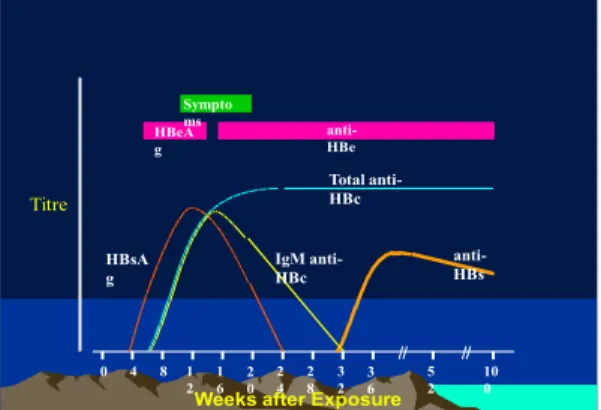 Gambar 3 Serologi Infeksi Kronik Hepatitis B 