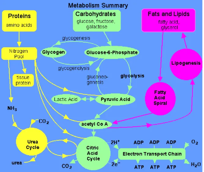 Gambar 2.1. Metabolisme