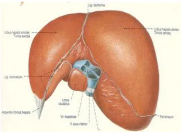 Gambar 2. Inferolateral hepar 