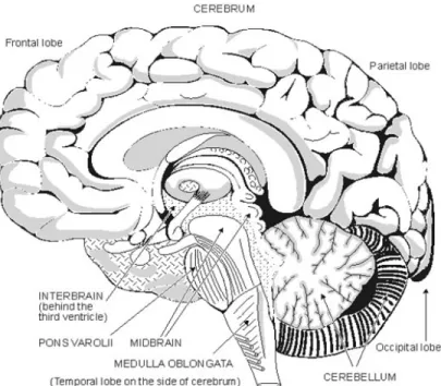Gambar 2.2 Otak  a.   Otak besar (cerebrum) 